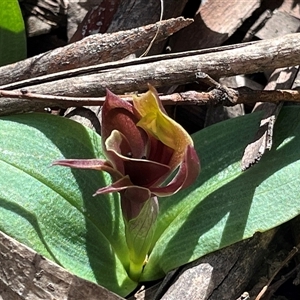 Chiloglottis valida at Tantangara, NSW - suppressed