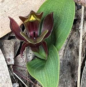 Chiloglottis valida at Cotter River, ACT - suppressed