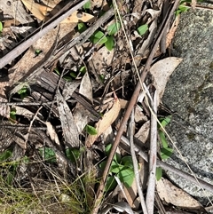 Chiloglottis valida at Cotter River, ACT - suppressed