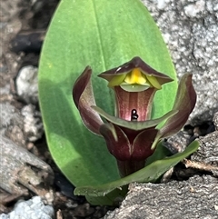 Chiloglottis valida at Cotter River, ACT - suppressed