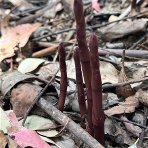 Dipodium sp. at Cotter River, ACT - suppressed