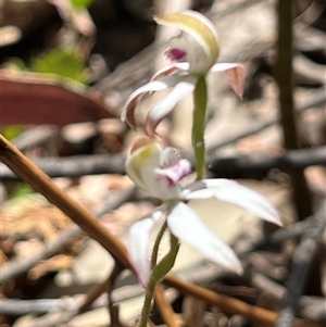 Caladenia moschata at Cotter River, ACT - suppressed