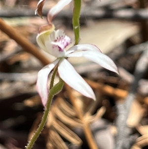 Caladenia moschata at Cotter River, ACT - suppressed