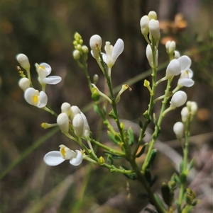 Comesperma ericinum at Captains Flat, NSW - 16 Nov 2024