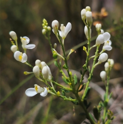 Comesperma ericinum (Heath Milkwort) at Captains Flat, NSW - 16 Nov 2024 by Csteele4