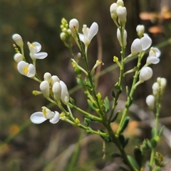 Comesperma ericinum at Captains Flat, NSW - 16 Nov 2024