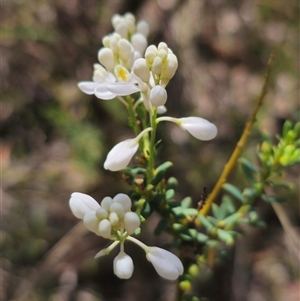 Comesperma ericinum at Captains Flat, NSW - 16 Nov 2024