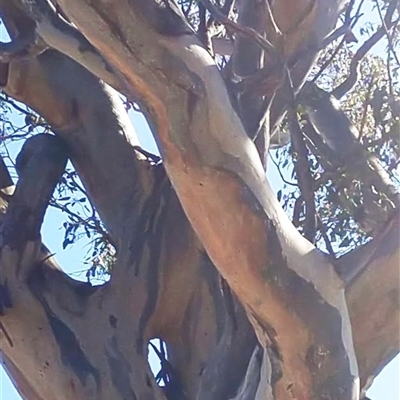 Eucalyptus (genus) (A Gum Tree) at Weetangera, ACT - 22 Aug 2021 by MB
