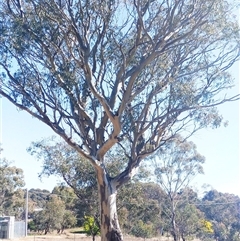 Eucalyptus sp. at Weetangera, ACT - suppressed