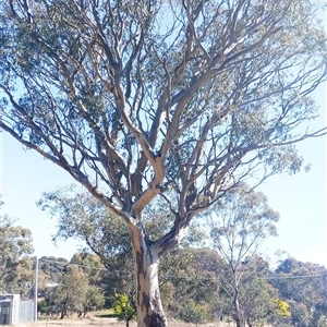 Eucalyptus sp. at Weetangera, ACT - suppressed