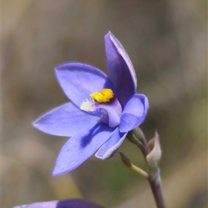 Thelymitra ixioides at Captains Flat, NSW - 16 Nov 2024