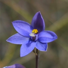 Thelymitra ixioides at Captains Flat, NSW - 16 Nov 2024