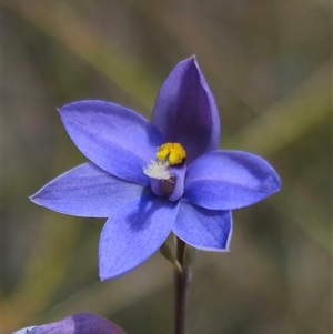 Thelymitra ixioides at Captains Flat, NSW - 16 Nov 2024