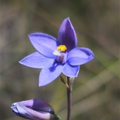 Thelymitra ixioides at Captains Flat, NSW - 16 Nov 2024