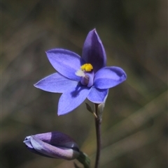 Thelymitra ixioides at Captains Flat, NSW - 16 Nov 2024