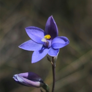 Thelymitra ixioides at Captains Flat, NSW - 16 Nov 2024