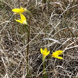 Diuris monticola at Long Plain, NSW - 2 Nov 2024