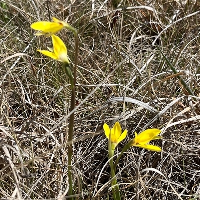 Diuris monticola (Highland Golden Moths) at Long Plain, NSW - 2 Nov 2024 by dgb900