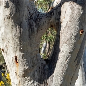 Eucalyptus rossii at Acton, ACT - suppressed