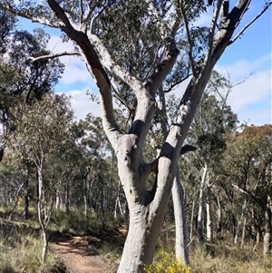 Eucalyptus rossii at Acton, ACT - suppressed