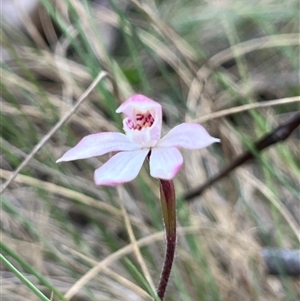 Caladenia alpina at Long Plain, NSW - 1 Nov 2024