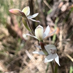 Caladenia alpina at Long Plain, NSW - 1 Nov 2024