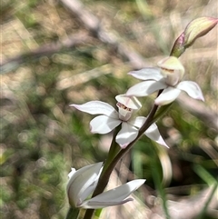 Caladenia alpina at Long Plain, NSW - 1 Nov 2024