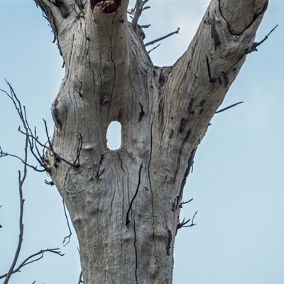 Eucalyptus (genus) (A Gum Tree) at Whitlam, ACT - 19 Sep 2021 by MB