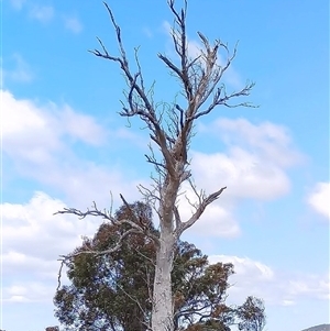 Eucalyptus sp. at Whitlam, ACT - suppressed