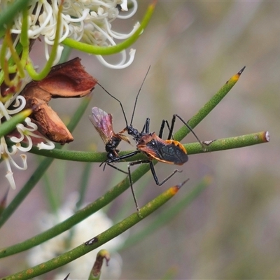 Gminatus australis (Orange assassin bug) at Captains Flat, NSW - 16 Nov 2024 by Csteele4