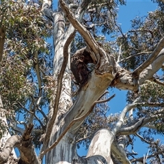 Eucalyptus melliodora (Yellow Box) at Bonner, ACT - 6 Oct 2021 by MB