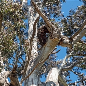 Eucalyptus melliodora at Bonner, ACT - suppressed