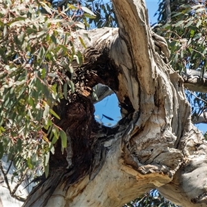 Eucalyptus melliodora at Bonner, ACT - 6 Oct 2021