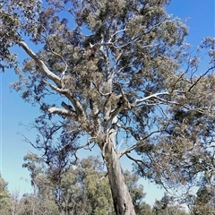 Eucalyptus melliodora at Bonner, ACT - 6 Oct 2021