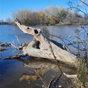 Eucalyptus sp. at Campbell, ACT - suppressed