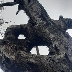 Eucalyptus bridgesiana at Campbell, ACT - 2 Apr 2023