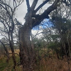 Eucalyptus bridgesiana at Campbell, ACT - 2 Apr 2023