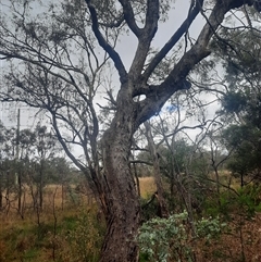 Eucalyptus bridgesiana at Campbell, ACT - 2 Apr 2023