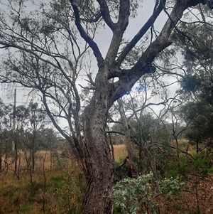 Eucalyptus bridgesiana at Campbell, ACT - 2 Apr 2023