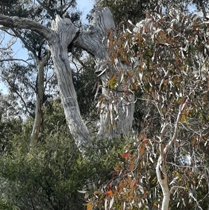 Eucalyptus sp. at Yarrow, NSW - 11 Jul 2022