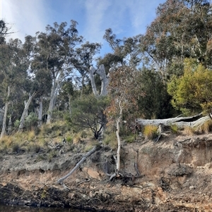 Eucalyptus sp. at Yarrow, NSW - 11 Jul 2022