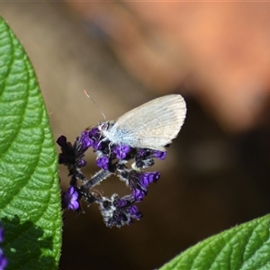 Zizina otis (Common Grass-Blue) at Jamberoo, NSW by plants