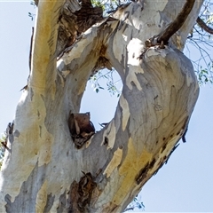 Eucalyptus (genus) (A Gum Tree) at Captains Flat, NSW - 10 Mar 2024 by MB
