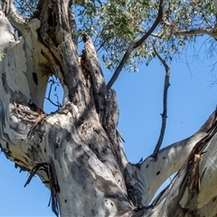 Eucalyptus sp. at Captains Flat, NSW - suppressed