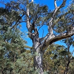 Eucalyptus sp. at Captains Flat, NSW - suppressed