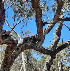 Eucalyptus bridgesiana (Apple Box) at Captains Flat, NSW - 30 Dec 2023 by MB