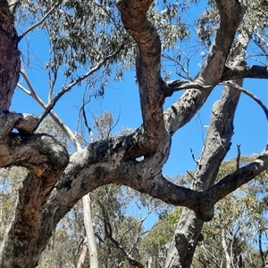 Eucalyptus bridgesiana at Captains Flat, NSW - suppressed