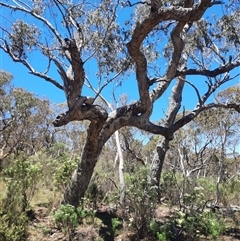 Eucalyptus bridgesiana at Captains Flat, NSW - suppressed