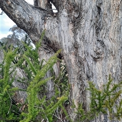 Eucalyptus (genus) (A Gum Tree) at Greenway, ACT - 15 Jun 2023 by MB