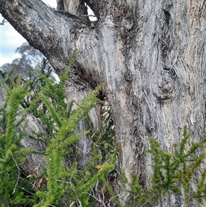 Eucalyptus sp. at Greenway, ACT - 15 Jun 2023